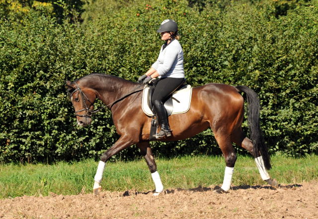 Trakehner Stute von Freudenfest u.d. Rominten v. Manrico