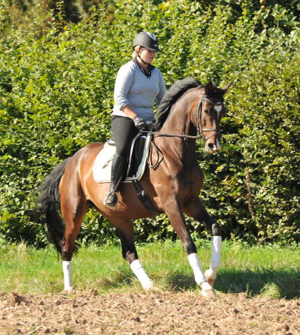 Trakehner Stute von Freudenfest u.d. Rominten v. Manrico