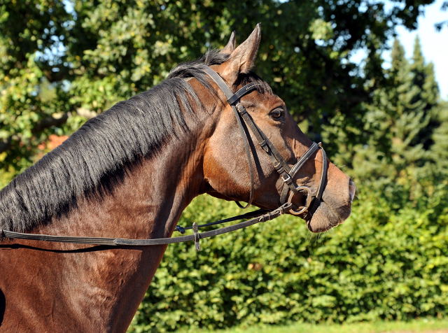 Trakehner Stute von Freudenfest u.d. Rominten v. Manrico