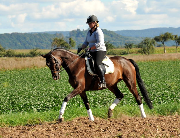 Trakehner Stute von Freudenfest u.d. Rominten v. Manrico