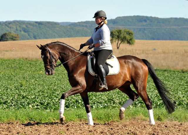 Trakehner Stute von Freudenfest u.d. Rominten v. Manrico