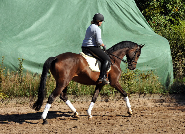 Trakehner Stute von Freudenfest u.d. Rominten v. Manrico