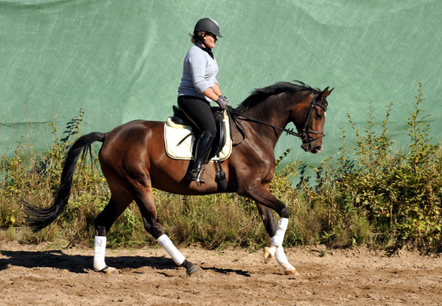 Trakehner Stute von Freudenfest u.d. Rominten v. Manrico