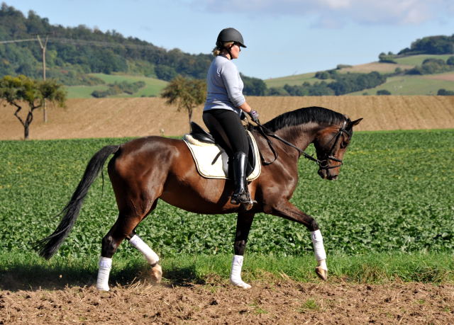 Trakehner Stute von Freudenfest u.d. Rominten v. Manrico