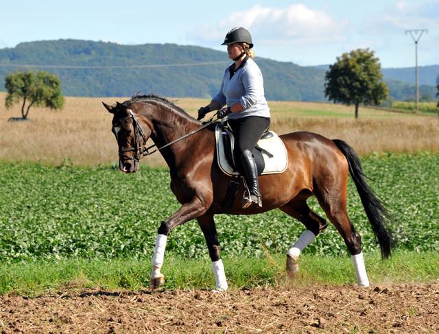 Trakehner Stute von Freudenfest u.d. Rominten v. Manrico