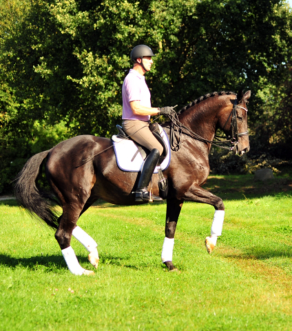 Seal - Trakehner von Gribaldi u.d. Pr.St. Schwalbenspiel v. Exclusiv, Trakehner Gestt Hmelschenburg - Beate Langels, Foto: Beate Langels