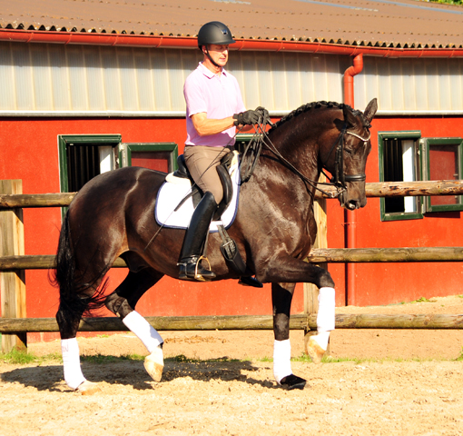 Seal - Trakehner von Gribaldi u.d. Pr.St. Schwalbenspiel v. Exclusiv, Trakehner Gestt Hmelschenburg - Beate Langels, Foto: Beate Langels