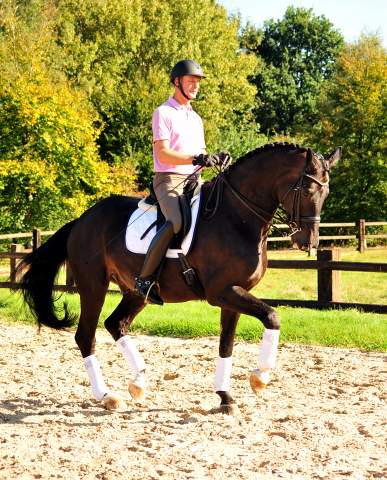 Seal - Trakehner von Gribaldi u.d. Pr.St. Schwalbenspiel v. Exclusiv, Trakehner Gestt Hmelschenburg - Beate Langels, Foto: Beate Langels