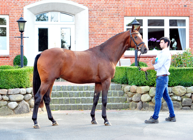 Kacyro - zweijhriger Hengst von Saint Cyr x Karena - 27. September 2016  - Foto: Beate Langels -
Trakehner Gestt Hmelschenburg