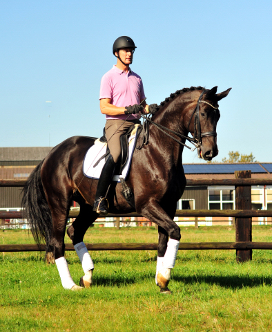 Seal - Trakehner von Gribaldi u.d. Pr.St. Schwalbenspiel v. Exclusiv, Trakehner Gestt Hmelschenburg - Beate Langels, Foto: Beate Langels