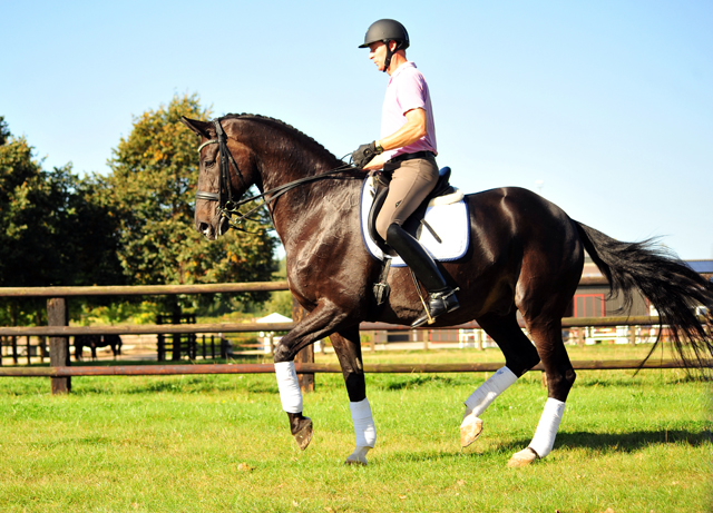 Seal - Trakehner von Gribaldi u.d. Pr.St. Schwalbenspiel v. Exclusiv, Trakehner Gestt Hmelschenburg - Beate Langels, Foto: Beate Langels