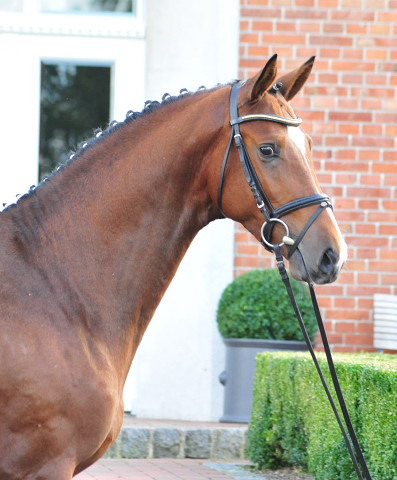 Kacyro - zweijhriger Hengst von Saint Cyr x Karena - 27. September 2016  - Foto: Beate Langels -
Trakehner Gestt Hmelschenburg