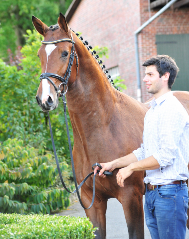 Kacyro - zweijhriger Hengst von Saint Cyr x Karena - 27. September 2016  - Foto: Beate Langels -
Trakehner Gestt Hmelschenburg