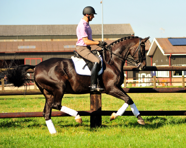 Seal - Trakehner von Gribaldi u.d. Pr.St. Schwalbenspiel v. Exclusiv, Trakehner Gestt Hmelschenburg - Beate Langels, Foto: Beate Langels