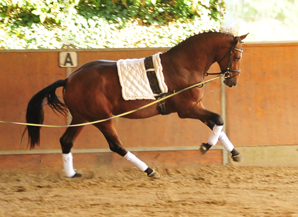 Kacyro - zweijhriger Hengst von Saint Cyr x Karena - 27. September 2016  - Foto: Beate Langels -
Trakehner Gestt Hmelschenburg