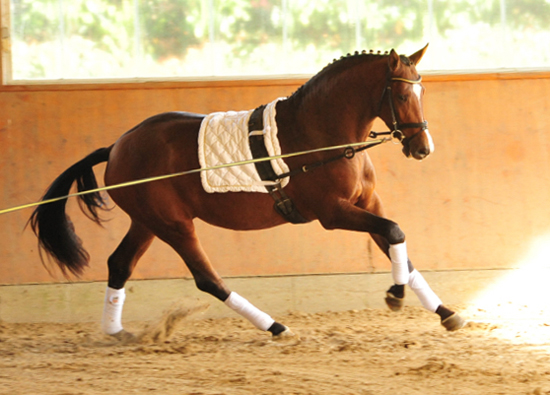 Kacyro - zweijhriger Hengst von Saint Cyr x Karena - 27. September 2016  - Foto: Beate Langels -
Trakehner Gestt Hmelschenburg