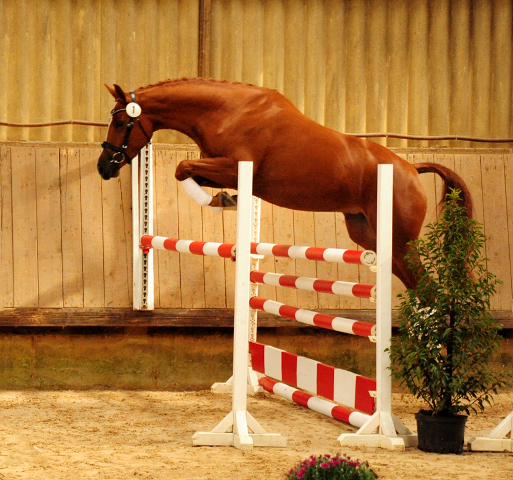 Prmienstute Klassic Motion v. High Motion  - Foto: Beate Langels - 
Trakehner Gestt Hmelschenburg