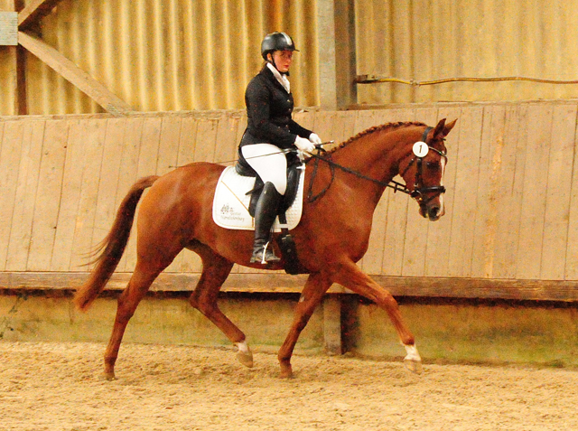 Prmienstute Klassic Motion v. High Motion  - Foto: Beate Langels - 
Trakehner Gestt Hmelschenburg