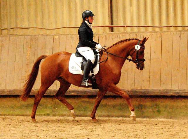 Prmienstute Klassic Motion v. High Motion  - Foto: Beate Langels - 
Trakehner Gestt Hmelschenburg