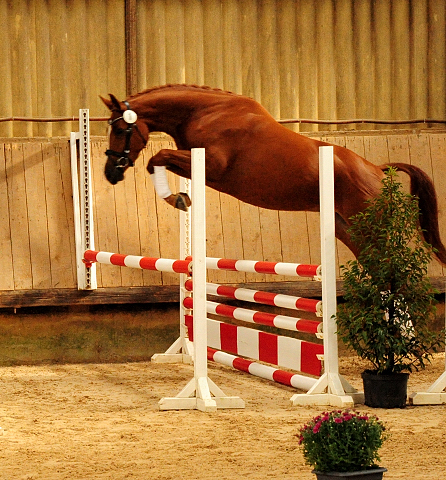 Prmienstute Klassic Motion v. High Motion  - Foto: Beate Langels - 
Trakehner Gestt Hmelschenburg