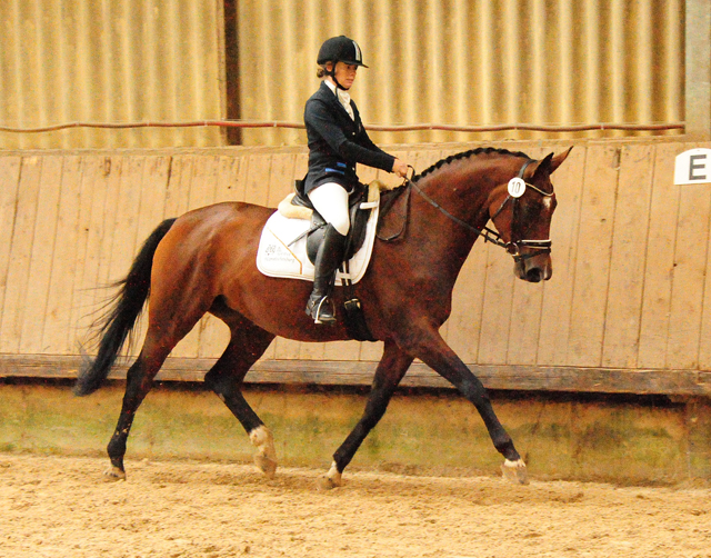 Prmienstute Schwalbenland v. Touch my Heart - Foto: Beate Langels - 
Trakehner Gestt Hmelschenburg