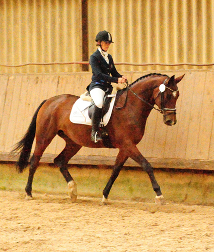 Prmienstute Schwalbenland v. Touch my Heart - Foto: Beate Langels - 
Trakehner Gestt Hmelschenburg