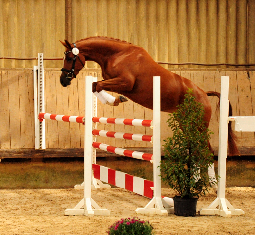 Prmienstute Klassic Motion v. High Motion  - Foto: Beate Langels - 
Trakehner Gestt Hmelschenburg