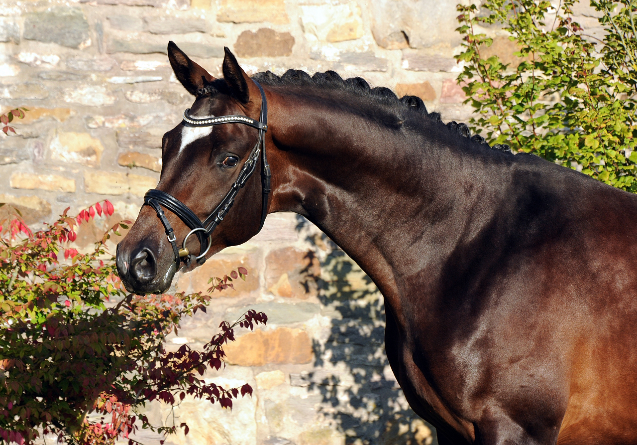 Zweijhriger Hengst von High Motion u.d. Elitestute Greta Garbo auf der Sommerweide  
 Foto: Beate Langels