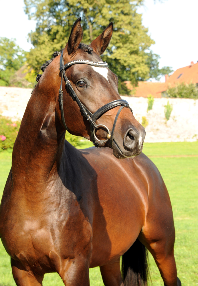 Trakehner Hengst von High Motion u.d. Greta Garbo v. Alter Fritz, Gestt Hmelschenburg - Beate Langels