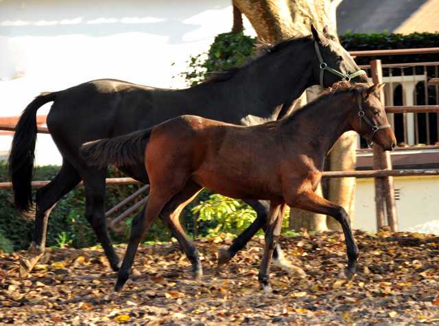 Via Victoriae - Stutfohlen von Oliver Twist u.d. Pr.u.StPrSt. Vittoria v. Exclusiv - Trakehner Gestt Hmelschenburg - Foto: Beate Langels