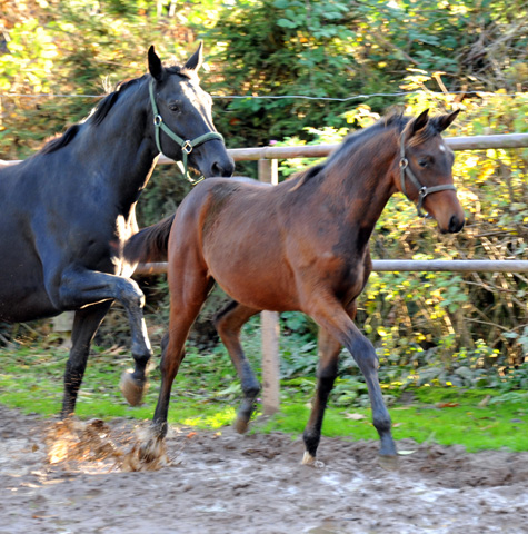 Stutfohlen von Oliver Twist u.d. Pr.u.StPrSt. Vittoria v. Exclusiv - Trakehner Gestt Hmelschenburg - Foto: Beate Langels