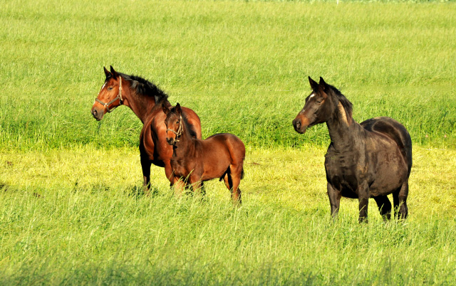 Kavango - Hengstfohlen v. Shavalou u.d. Elitestute Kalmar v. Exclusiv - Trakehner Gestt Hmelschenburg - Foto: Beate Langels