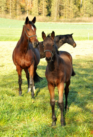 Kavango - Hengstfohlen v. Shavalou u.d. Elitestute Kalmar v. Exclusiv - Trakehner Gestt Hmelschenburg - Foto: Beate Langels