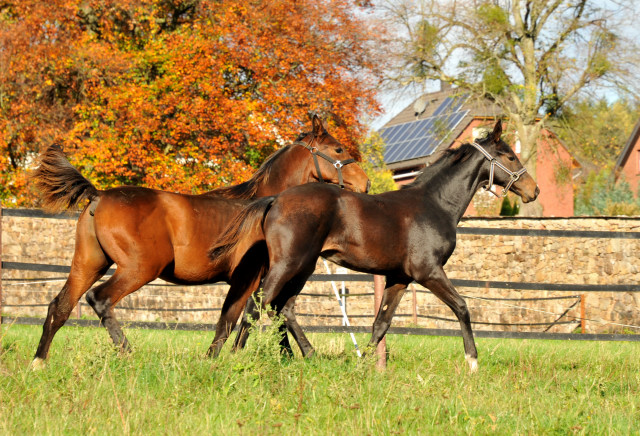 Trakehner Hengstfohlen von Saint Cyr u.d. Pr.St. Under the moon v. Easy Game u.d. Pr.St. Umbra v. Herzkristall , Foto: B.Langels - Trakehner Gestt Hmelschenburg