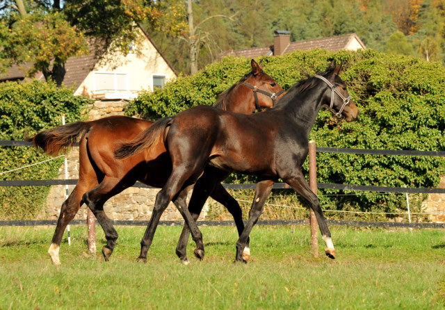 Trakehner Hengstfohlen von Saint Cyr u.d. Pr.St. Under the moon v. Easy Game u.d. Pr.St. Umbra v. Herzkristall , Foto: B.Langels - Trakehner Gestt Hmelschenburg