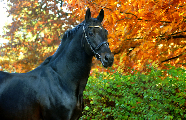 Hmelschenburger Beschler SUMMERTIME von Michelangelo - Arogno am 27.10.2015  - Foto Beate Langels - Trakehner Gestt Hmelschenburg