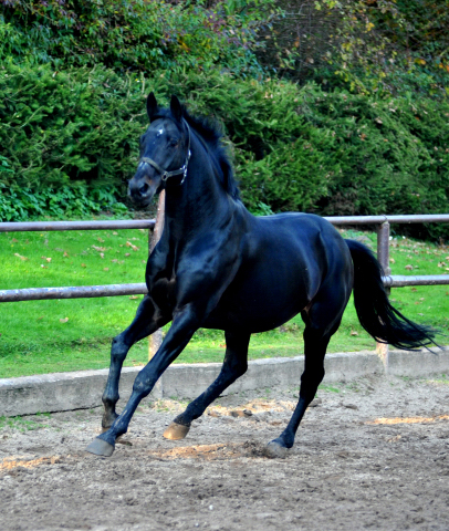 Hmelschenburger Beschler SUMMERTIME von Michelangelo - Arogno am 27.10.2015  - Foto Beate Langels - Trakehner Gestt Hmelschenburg