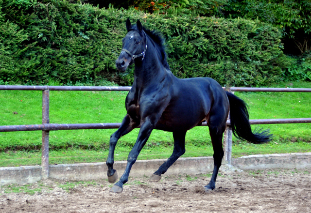 Hmelschenburger Beschler SUMMERTIME von Michelangelo - Arogno am 27.10.2015  - Foto Beate Langels - Trakehner Gestt Hmelschenburg