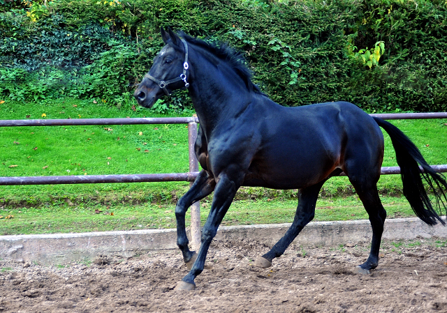 Hmelschenburger Beschler SUMMERTIME von Michelangelo - Arogno am 27.10.2015  - Foto Beate Langels - Trakehner Gestt Hmelschenburg