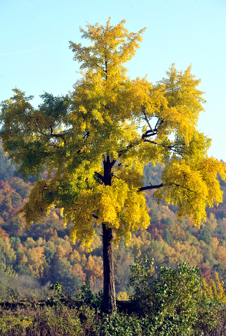 Goldener Oktober in Hmelschenburg - Foto Beate Langels - Trakehner Gestt Hmelschenburg