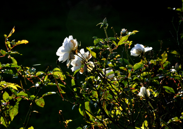 Hmelschenburger Beschler SUMMERTIME von Michelangelo - Arogno am 27.10.2015  - Foto Beate Langels - Trakehner Gestt Hmelschenburg
