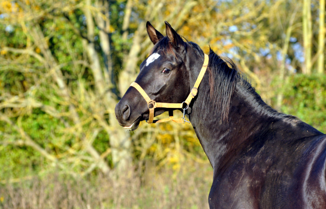 Hmelschenburger Jhrlingshengst am  27.10.2015  - Foto Beate Langels - Trakehner Gestt Hmelschenburg