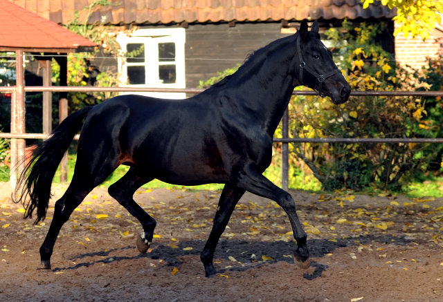 Hmelschenburger Beschler SUMMERTIME von Michelangelo - Arogno am 27.10.2015  - Foto Beate Langels - Trakehner Gestt Hmelschenburg