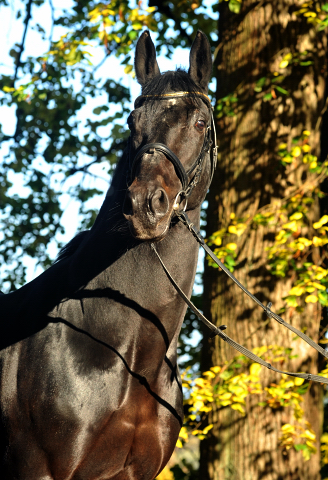 Hmelschenburger Beschler SUMMERTIME von Michelangelo - Arogno am 27.10.2015  - Foto Beate Langels - Trakehner Gestt Hmelschenburg