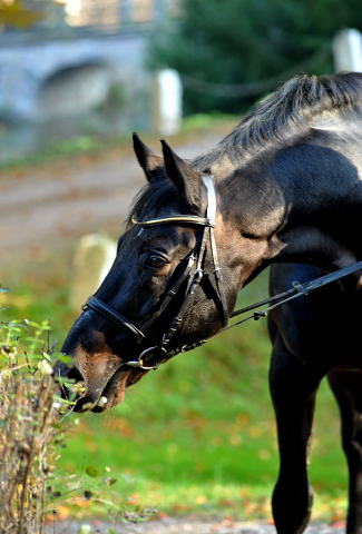 Hmelschenburger Beschler SUMMERTIME von Michelangelo - Arogno am 27.10.2015  - Foto Beate Langels - Trakehner Gestt Hmelschenburg