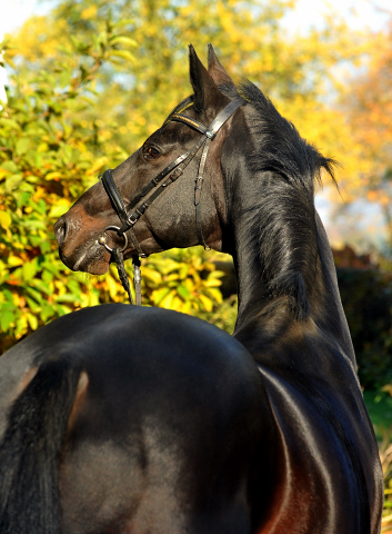 Hmelschenburger Beschler SUMMERTIME von Michelangelo - Arogno am 27.10.2015  - Foto Beate Langels - Trakehner Gestt Hmelschenburg