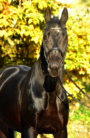 Hmelschenburger Beschler SUMMERTIME von Michelangelo - Arogno am 27.10.2015  - Foto Beate Langels - Trakehner Gestt Hmelschenburg