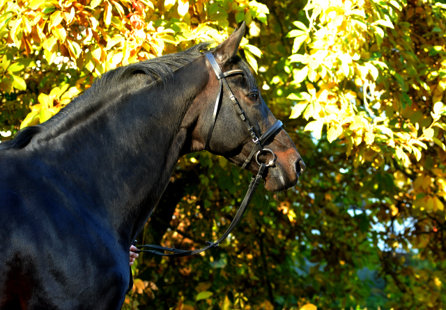 Hmelschenburger Beschler SUMMERTIME von Michelangelo - Arogno am 27.10.2015  - Foto Beate Langels - Trakehner Gestt Hmelschenburg