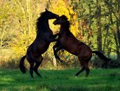 Impressionen Oktober 2015 Gestt Hmelschenburg - Foto Beate Langels- Trakehner Gestt Hmelschenburg