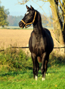 Impressionen Oktober 2015 Gestt Hmelschenburg - Foto Beate Langels- Trakehner Gestt Hmelschenburg